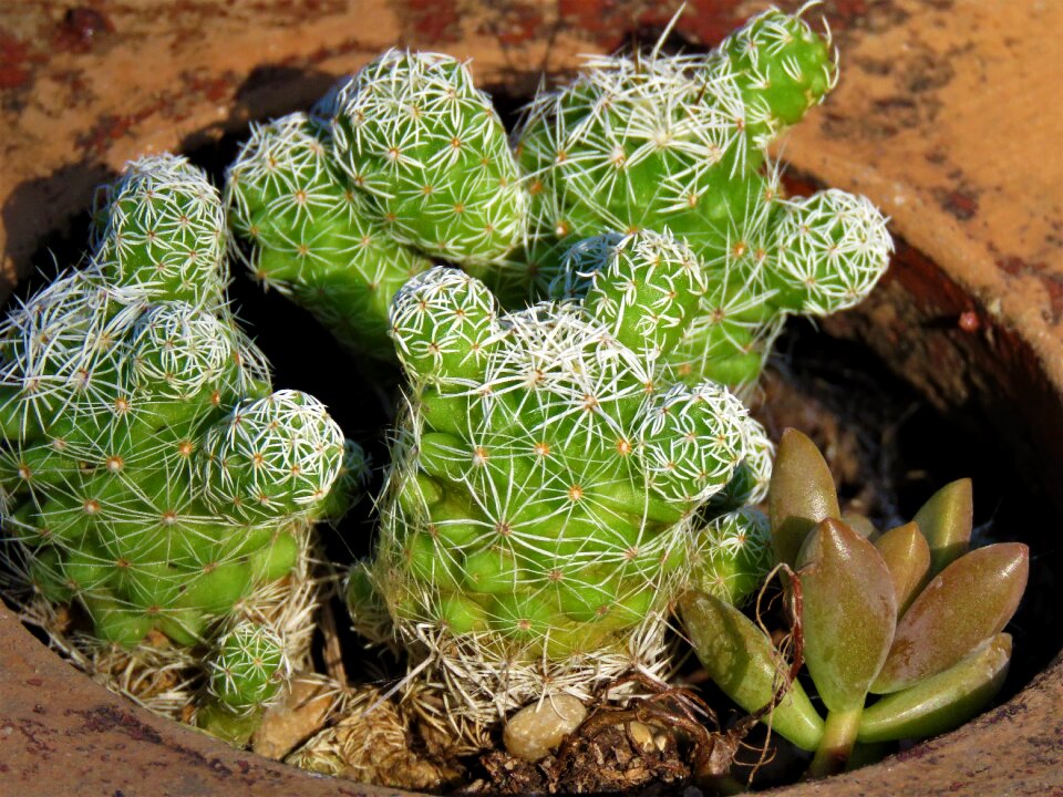Garden succulent