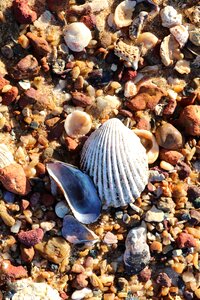 Sea shell