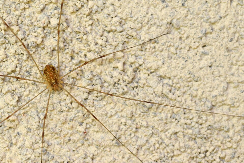 Macro arachnid fauna
