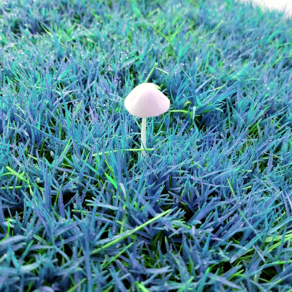 Grass freshness