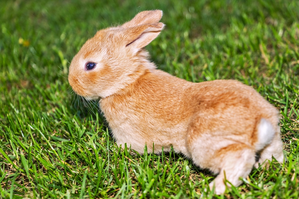 Grass pets animals