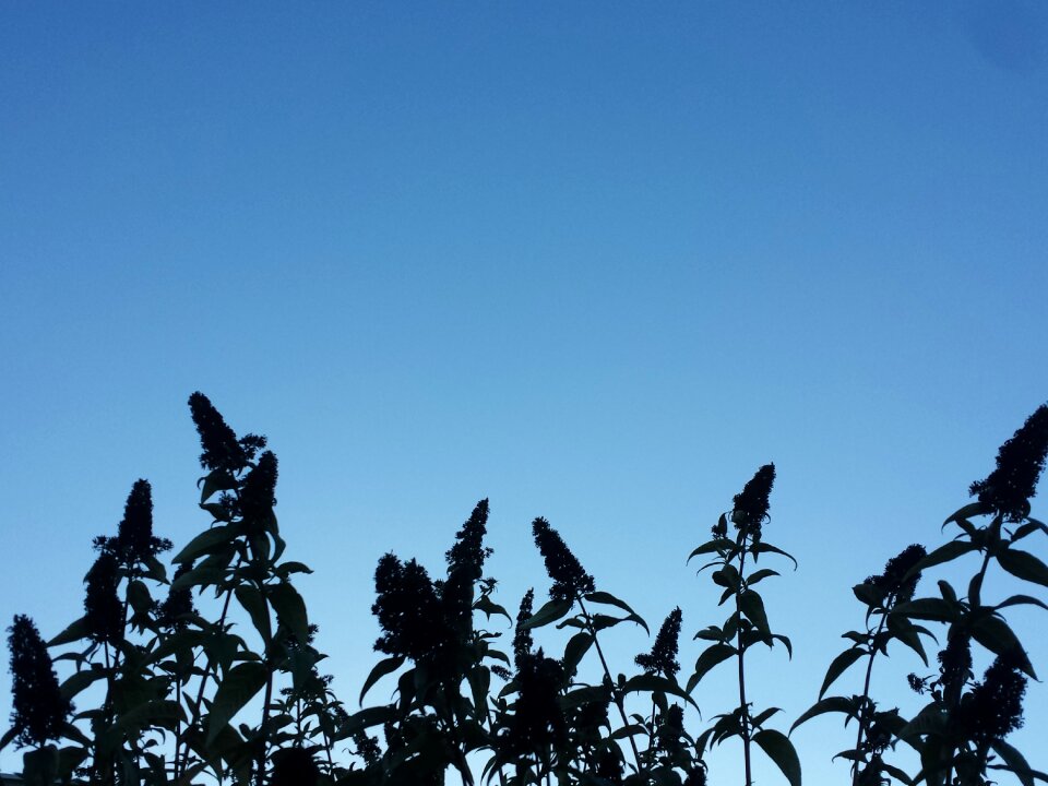 Plants stems flowers