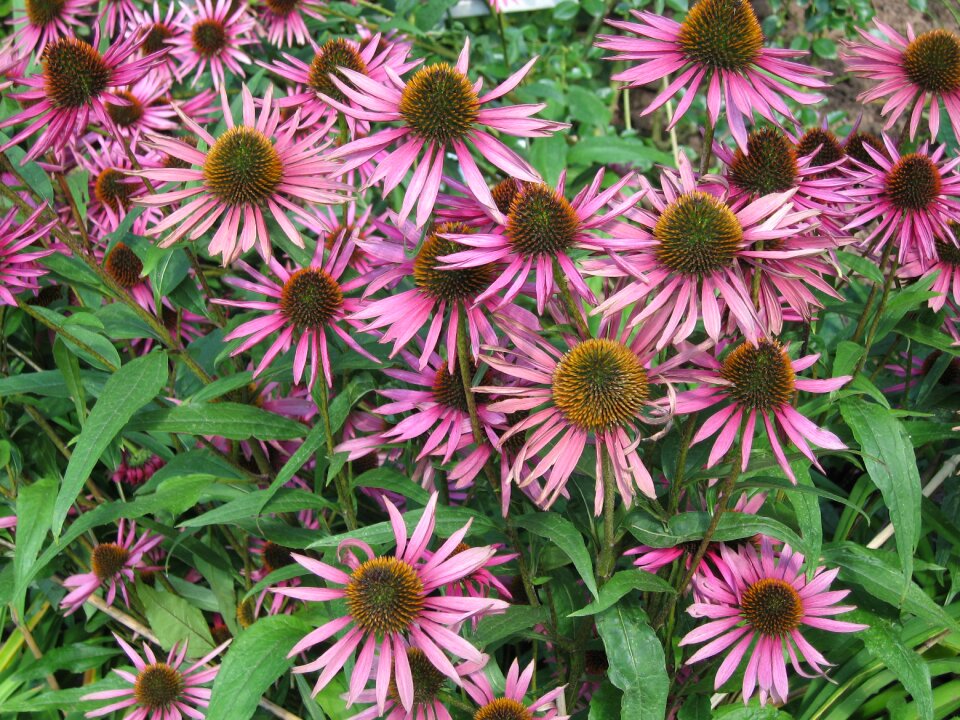 Flowers pink delicate flower