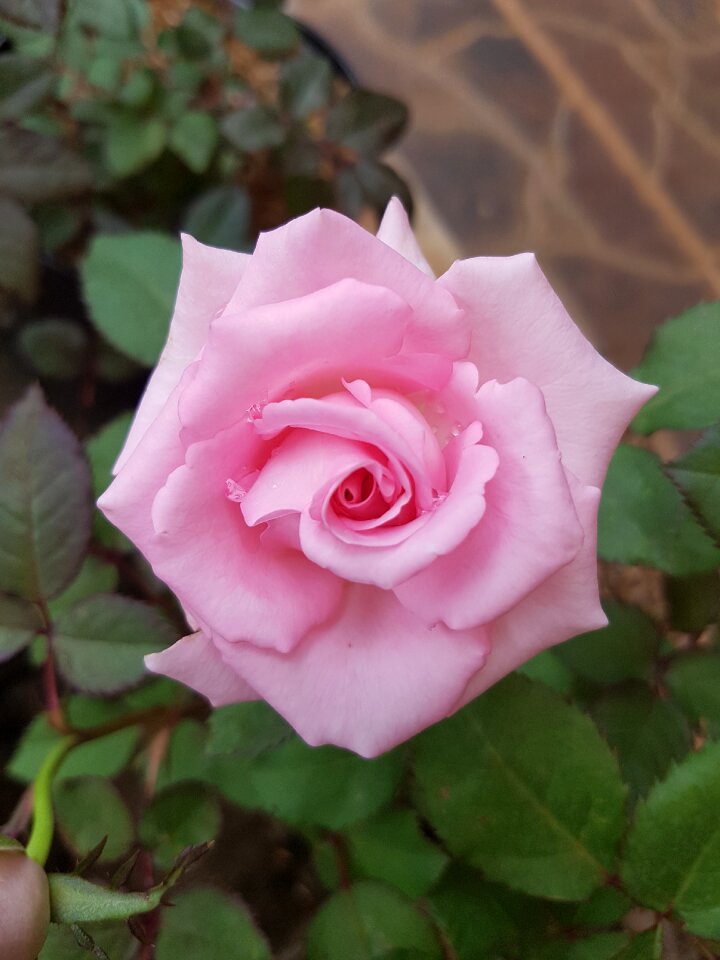 Nature floral romantic