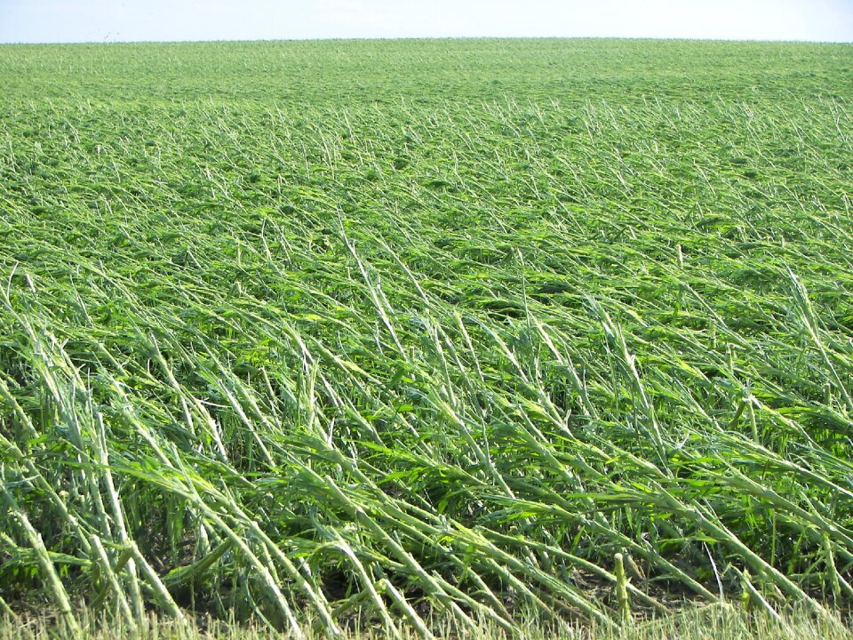Windblown field