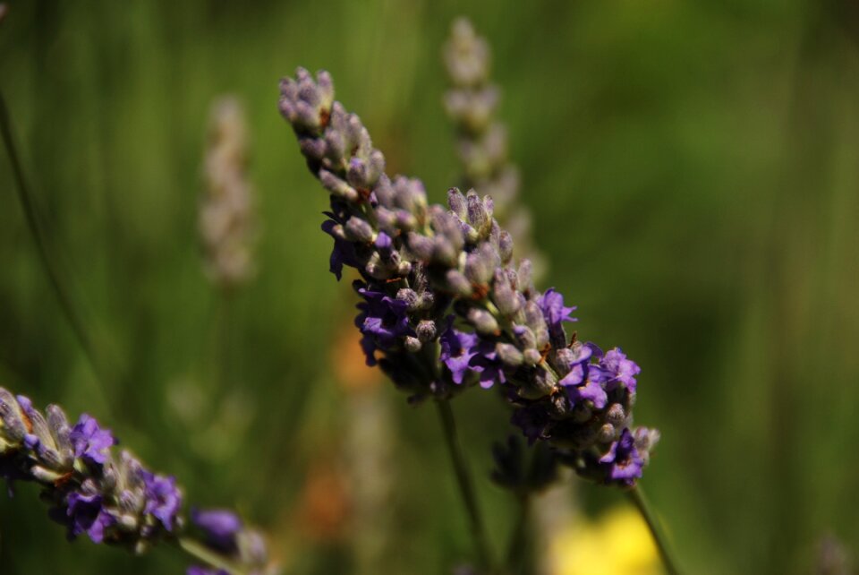 Purple blossom aromatherapy