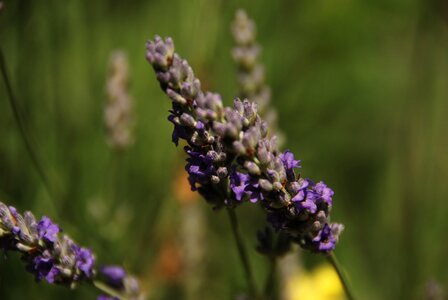 Purple blossom aromatherapy photo