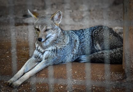 Animal world animals nature