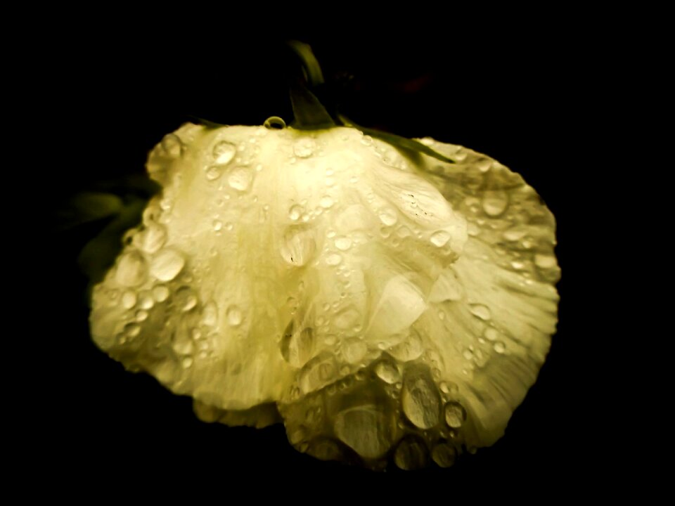 Rain spring garden