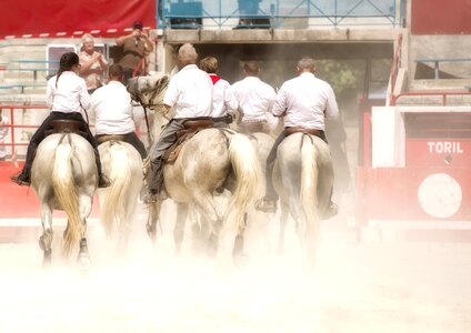 Camargue horses gardians