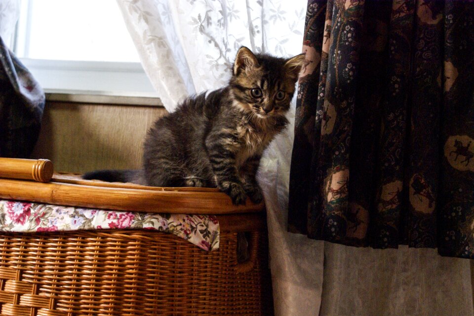 Kitten japan cat cute