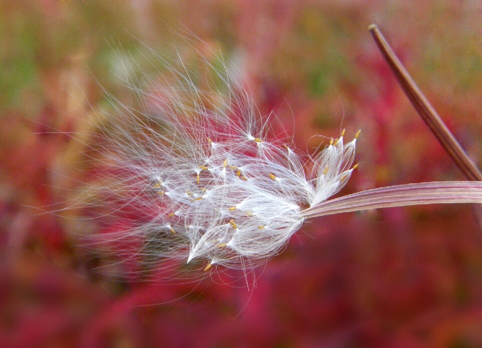 Pod the parachutes autumn
