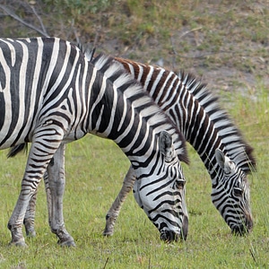 Africa wild zebras