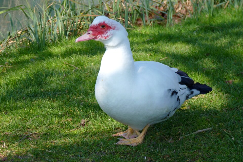 Animal plumage lawn