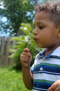 Dandelion seeds kid photo