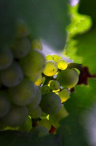 Autumn ripe fruit fruit photo