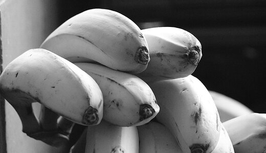 Banana tree fruit quindio photo