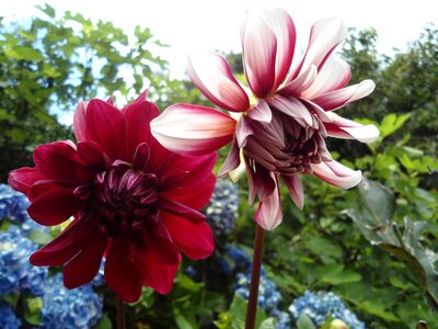 Spring red flower flowers