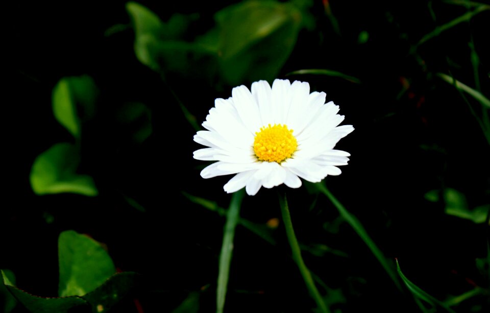 Flower white flower blossomed