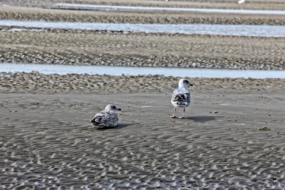 Sand summer belgium