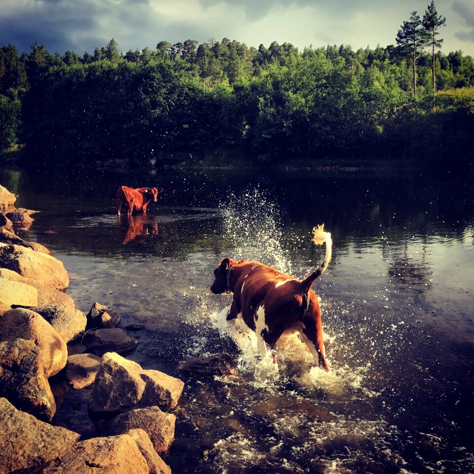 Cattle animal farm