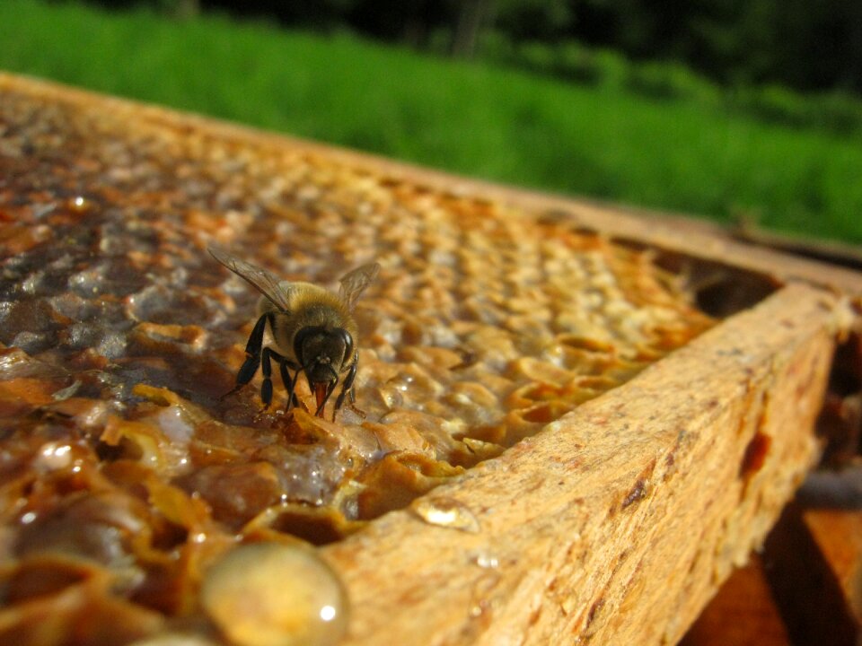 Honey beekeeping framework
