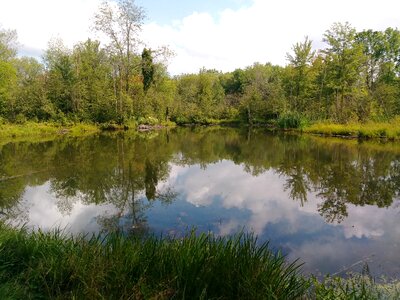 Pond nature reflections