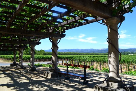 Vineyards wine winery