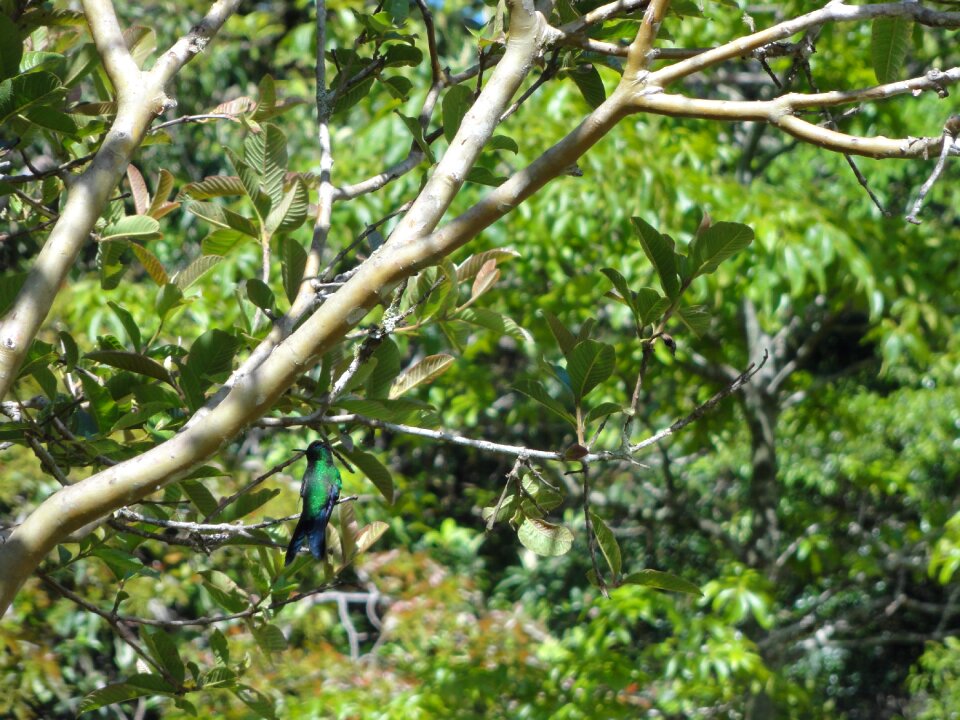 Wildlife birding