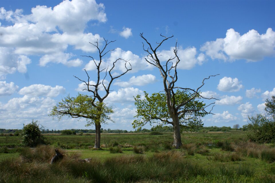 Nature marsh landscape