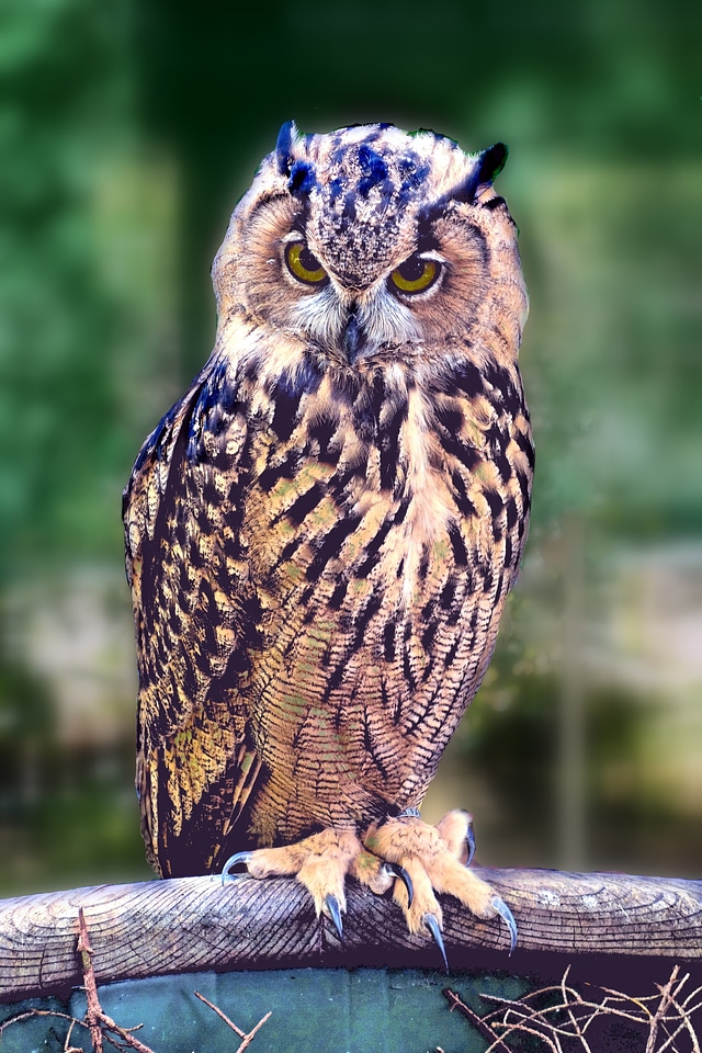 Pharaoh eagle owl bird of prey animals