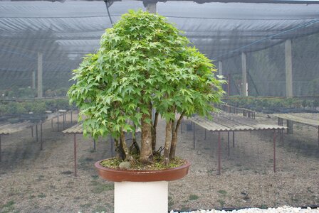 Plant miniature dream