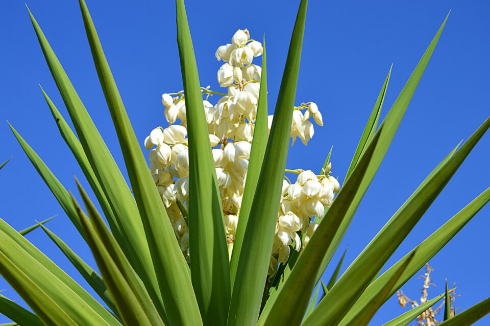 Nature flowers desert plant