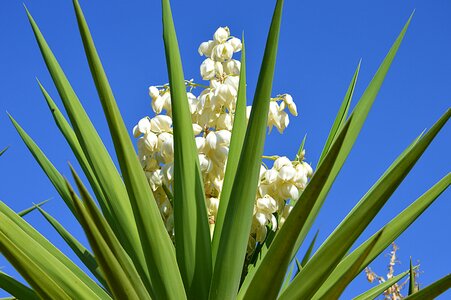 Nature flowers desert plant
