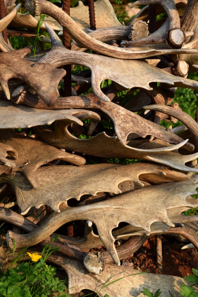 Nature wild stag