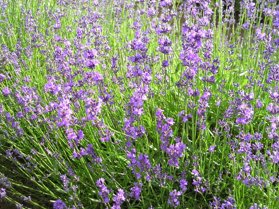 Summer violet provence