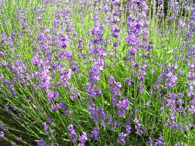 Summer violet provence