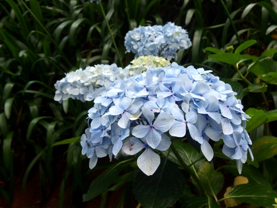 Island nature flowers