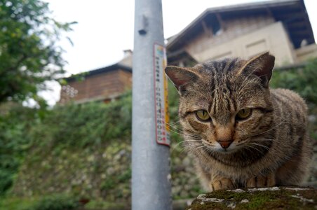 Cat animal street cat photo