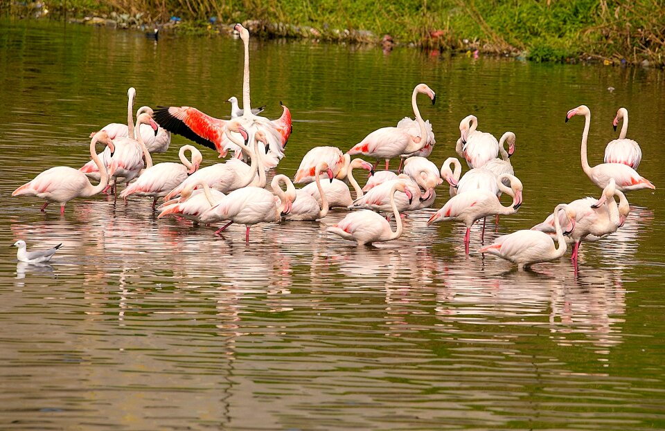 Feather wildlife pink