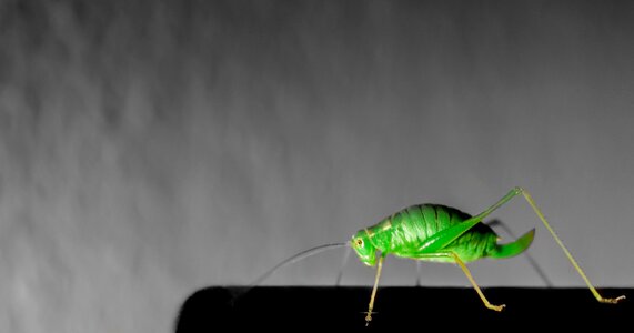 Insect green spot color