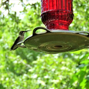 Hummingbird wildlife