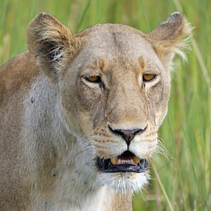 Lioness africa botswana photo