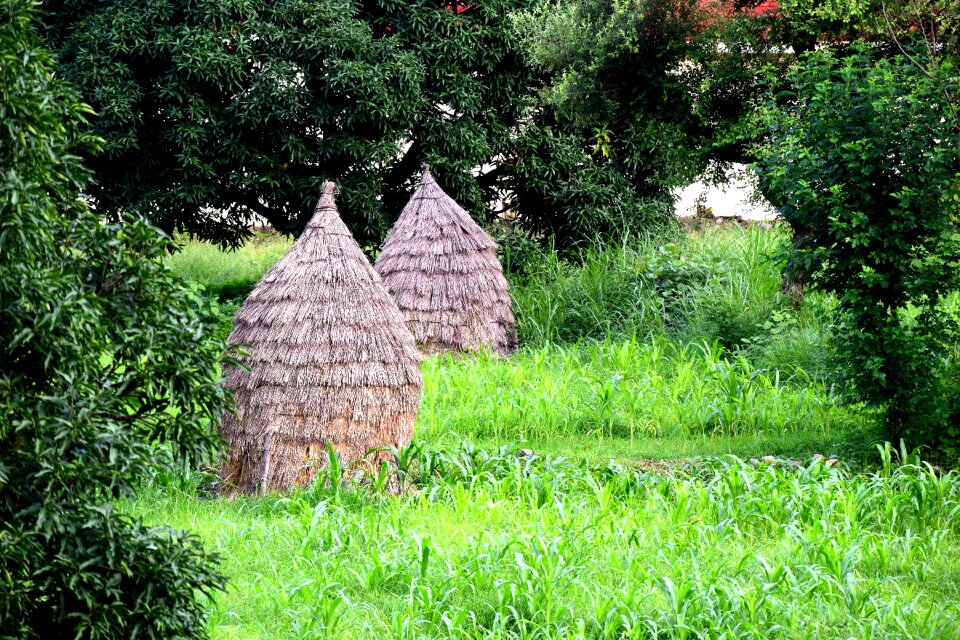 Environment natural plant