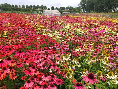 Plant garden coneflower