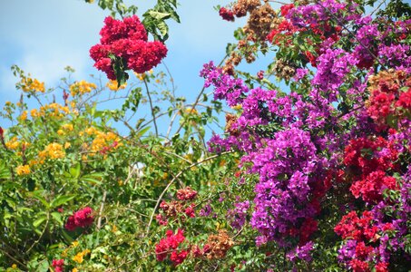 Guatemala tropic colorful