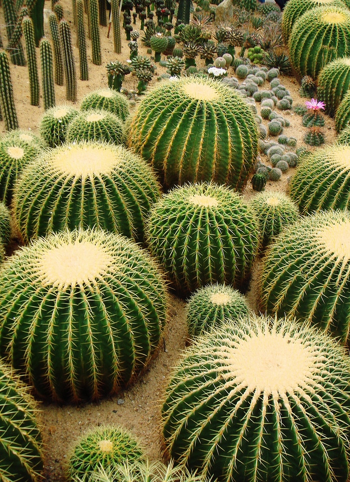 Cacti desert succulent