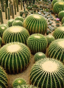 Cacti desert succulent photo