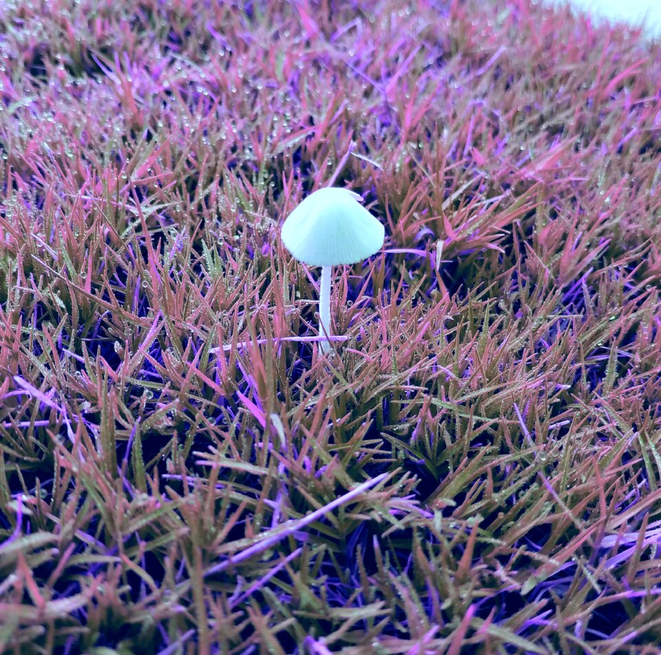 Grass freshness