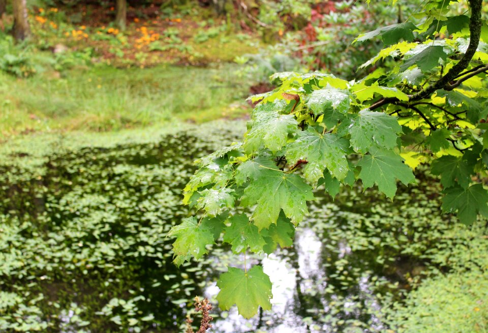 Reflection pond water